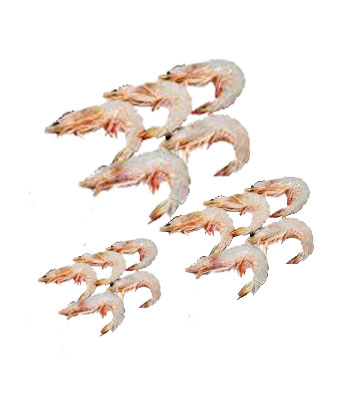 Fresh Sea Shrimp