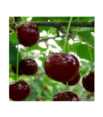Glyphosate-Herbicides-Pesticides-Product1.jpg Glyphosate Herbicides Pesticides - Görsel 3